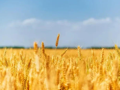 Grain in Ear: Work Diligently, Cherish Every Moment
